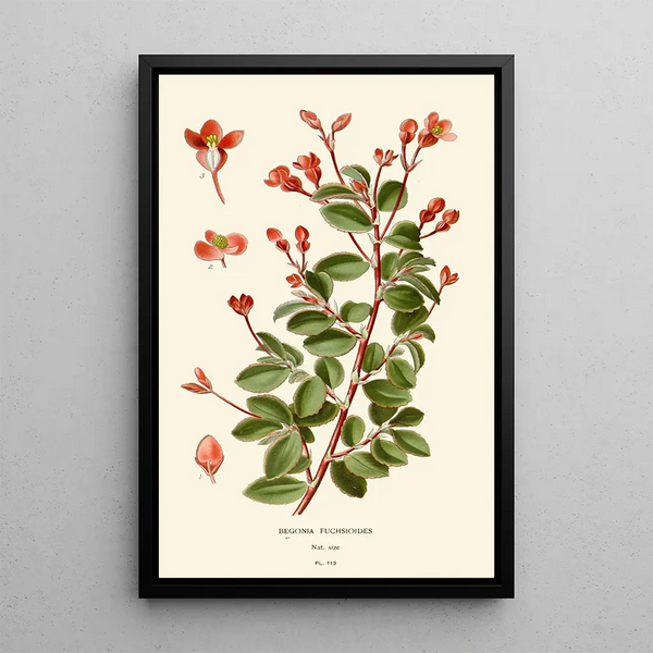Bégonia fuchsioides - Edward Step — gerahmtes Bild an der Wand