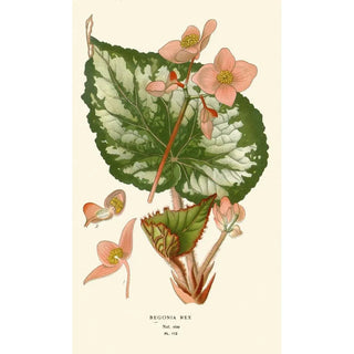 Edward Step - Begonia Rex.webp