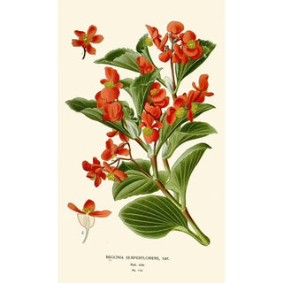 Edward Step - Begonia Semperflorens.webp