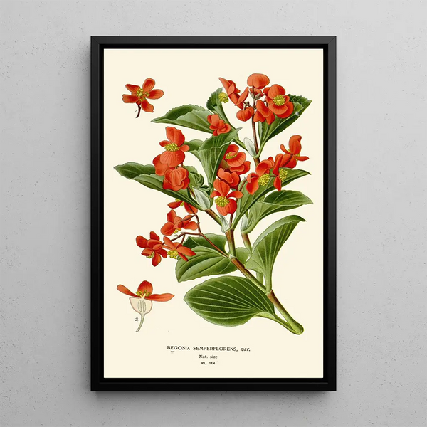 Bégonia semperflorens - Edward Step — gerahmtes Bild an der Wand