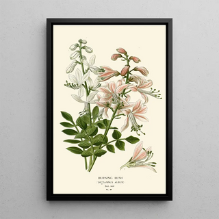 Edward Step - Burning Bush.webp