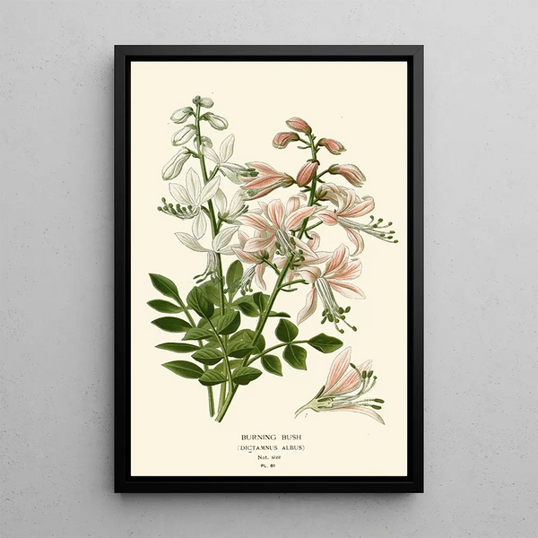 Buisson ardent - Edward Step — gerahmtes Bild an der Wand