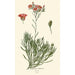 Calandrinia umbellata - Edward Step — Ansicht des Kunstwerks