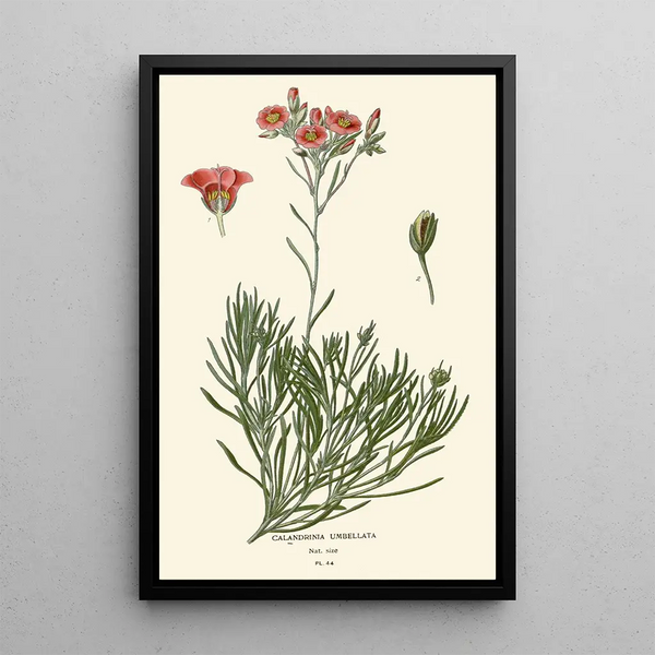 Calandrinia umbellata - Edward Step — gerahmtes Bild an der Wand