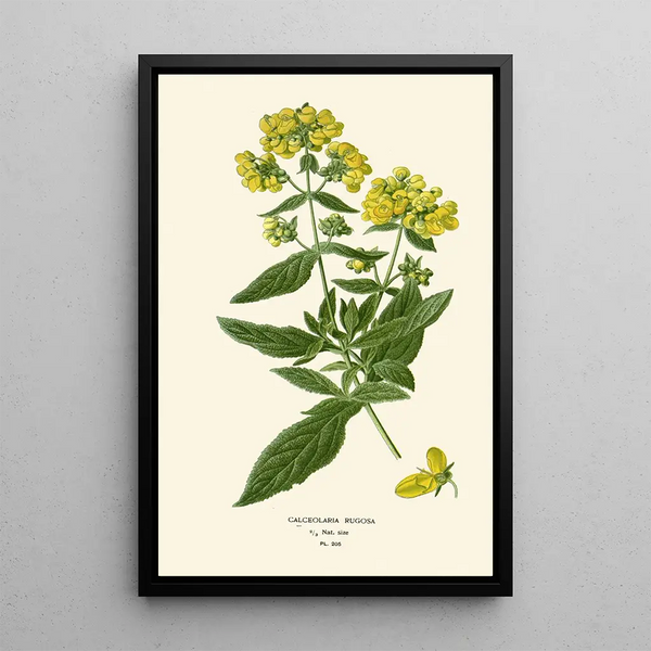 Reproduktion des Gemäldes Calceolaria rugosa - Edward Step