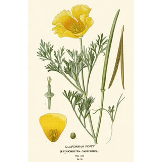 Edward Step - Californian Poppy.webp