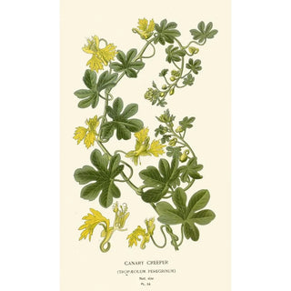 Edward Step - Canary Creeper.webp