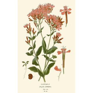 Edward Step - Catchfly.webp