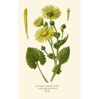 Edward Step - Caucasian LeopardsBane.webp