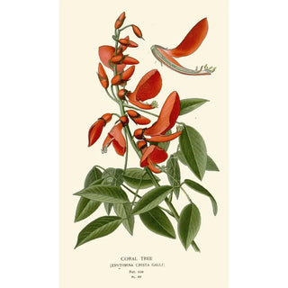 Edward Step - Coral Tree.webp