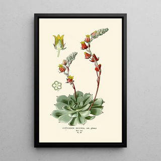 Edward Step - Cotyledon Secunda.webp