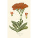 Crassula falcata - Edward Step — Ansicht des Kunstwerks