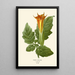 Reproduktion des Gemäldes Datura sanguinea - Edward Step