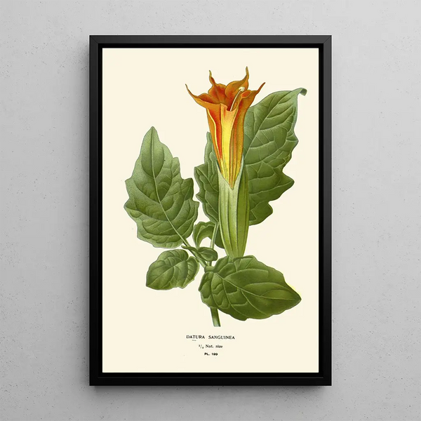 Reproduktion des Gemäldes Datura sanguinea - Edward Step