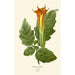 Reproduktion des Gemäldes Datura sanguinea - Edward Step