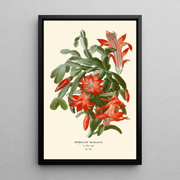 Reproduktion des Gemäldes Epiphyllum truncatum - Edward Step