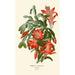 Reproduktion des Gemäldes Epiphyllum truncatum - Edward Step