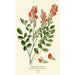 Reproduktion des Gemäldes Sainfoin - Edward Step