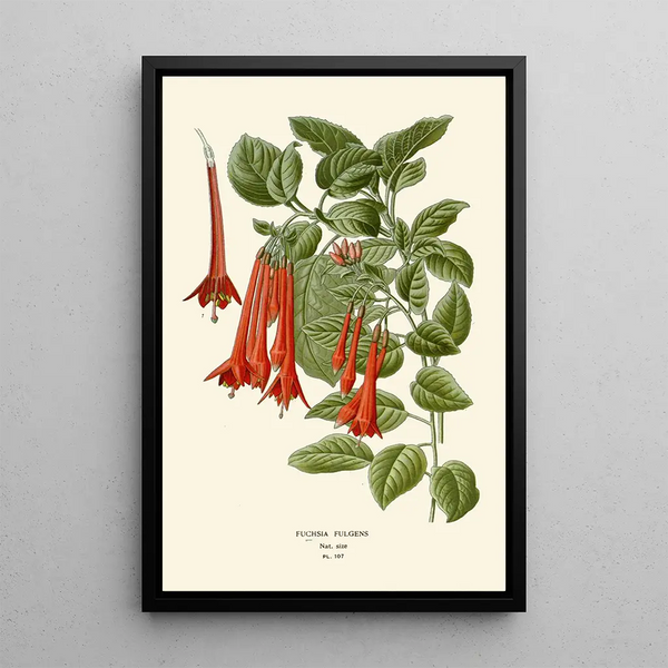 Fuchsia fulgens - Edward Step — gerahmtes Bild an der Wand