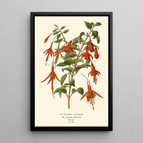 Reproduktion des Gemäldes Fuchsia globosa et gracilis - Edward Step