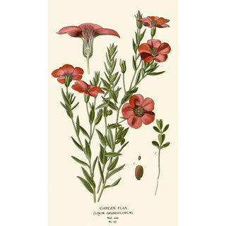 Edward Step - Garden Flax.webp