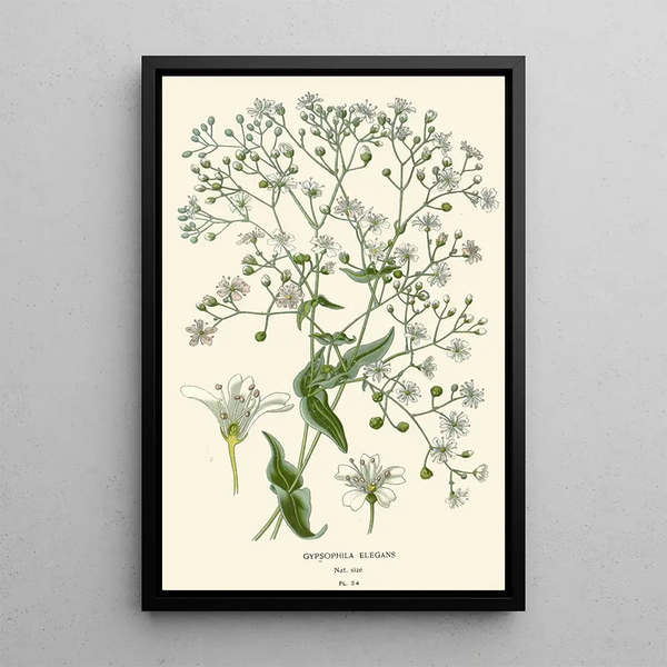 Elegantes Gypsophila-Gemälde - Edward Step — gerahmtes Bild an der Wand