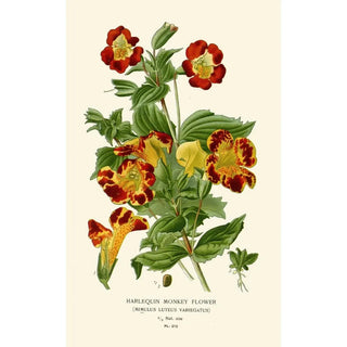 Edward Step - Harlequin Monkey Flower.webp