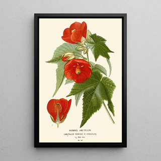 Edward Step - Hybrid Abutilon.webp