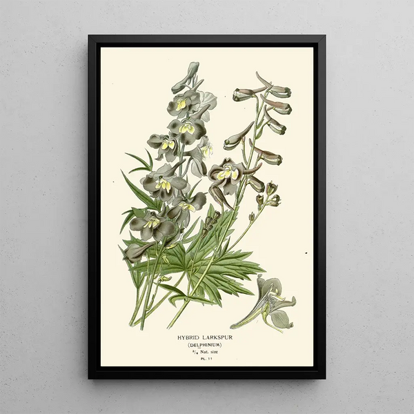 Reproduktion des Gemäldes Delphinium hybride - Edward Step