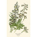 Reproduktion des Gemäldes Delphinium hybride - Edward Step