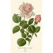 Rose thé hybride La France - Edward Step — Ansicht des Kunstwerks