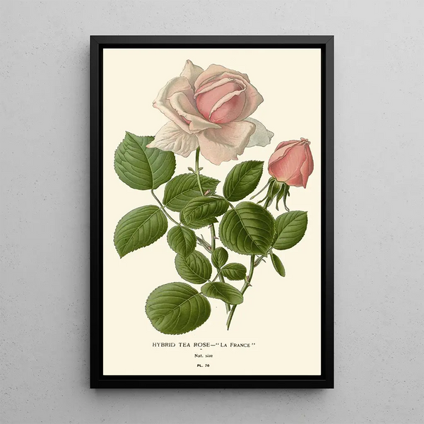 Rose thé hybride La France - Edward Step — gerahmtes Bild an der Wand