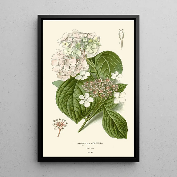 Hortensia - Edward Step — gerahmtes Bild an der Wand