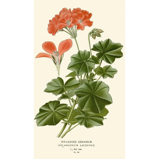 Edward Step - Ivyleaved Geranium.webp