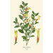 Libonia floribunda - Edward Step — Ansicht des Kunstwerks
