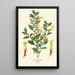 Libonia floribunda - Edward Step — gerahmtes Bild an der Wand