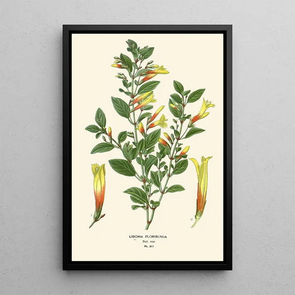 Libonia floribunda - Edward Step — gerahmtes Bild an der Wand