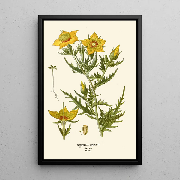Reproduktion des Gemäldes Mentzelia Lindleyi - Edward Step