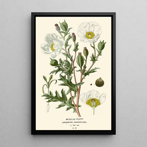 Reproduktion des Gemäldes Mohn aus Mexiko - Edward Step