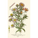Asters de la Saint-Michel - Edward Step — Ansicht des Kunstwerks