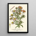 Asters de la Saint-Michel - Edward Step — gerahmtes Bild an der Wand