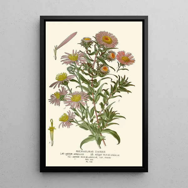 Asters de la Saint-Michel - Edward Step — gerahmtes Bild an der Wand