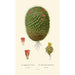 Mimillaria pusilla Mamillaria rhodantha - Edward Step — Ansicht des Kunstwerks