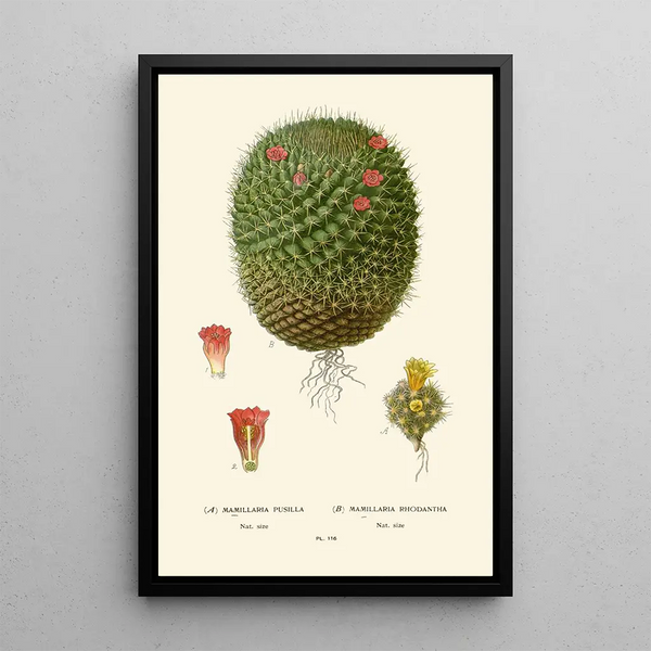 Mimillaria pusilla Mamillaria rhodantha - Edward Step — gerahmtes Bild an der Wand