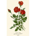 Rose monatlich - Edward Step — Ansicht des Kunstwerks