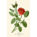 Rose mousse - Edward Step — Ansicht des Kunstwerks