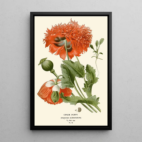 Reproduktion des Gemäldes Mohn-Schläfer - Edward Step