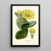 Reproduktion des Gemäldes Opuntia vulgaris - Edward Step