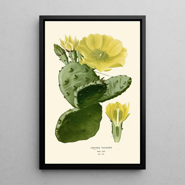 Reproduktion des Gemäldes Opuntia vulgaris - Edward Step