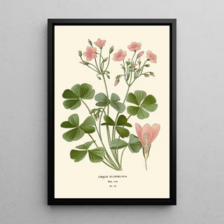 Edward Step - Oxalis Floribunda.webp
